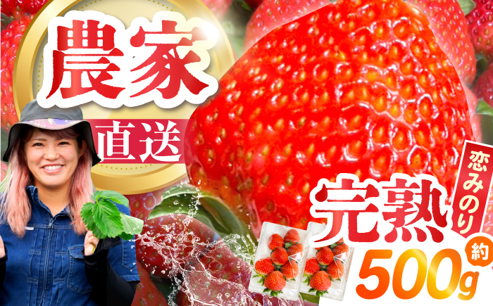 南島原産 いちご 「恋みのり」約250g×2P / イチゴ 苺 フルーツ 果物 / 南島原市 / あゆみfarm [SFF006]