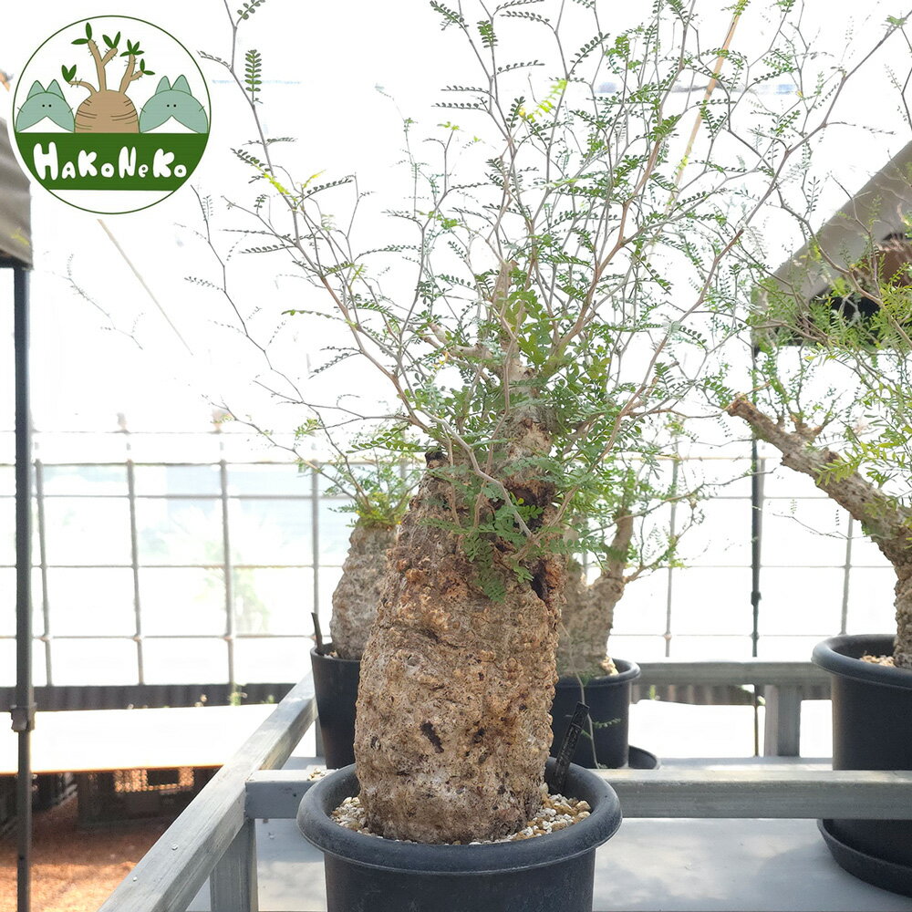 【ふるさと納税】オペルクリカリア・パキプス「塊根植物の王様」(発根管理済) Z1｜観葉植物 コーデックス 盆栽 鉢植え インテリア ハコネコ [0587r]