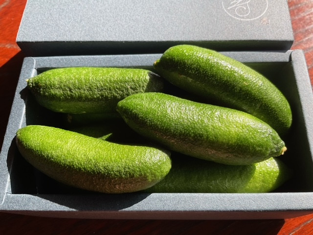 
            フィンガーライムMAO（140ｇ〜150ｇ）
          