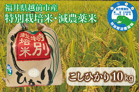 【令和7年度産】 福井県越前市産コシヒカリ 福井県特別栽培米 10kg