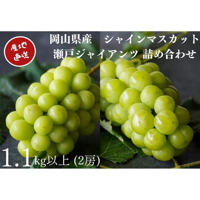 【ふるさと納税】厳選 シャインマスカット・瀬戸ジャイアンツ 2房 合計1.1kg以上 詰合せ 産地直送 朝採れ ぶどう 葡萄 Kawahara Green Farm 岡山県産 2026年 果物 フルーツ 岡山のブドウ デザート 食べ物 国産 日本産 　お届け：2026年9月11日～2026年10月20日