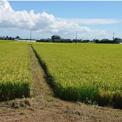 ふるさと納税 行方市 令和8年産新米【栽培期間農薬不使用】こしひかり玄米10kg |  | 02