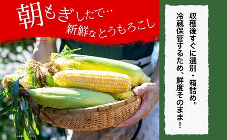 北海道 朝もぎ とうもろこし 恵味 ゴールド 15本 トウモロコシ コーン スイートコーン イエローコーン 黄色 とうきび もぎたて 旬 農作物 甘い おまかせ 十勝 党崎農場 送料無料