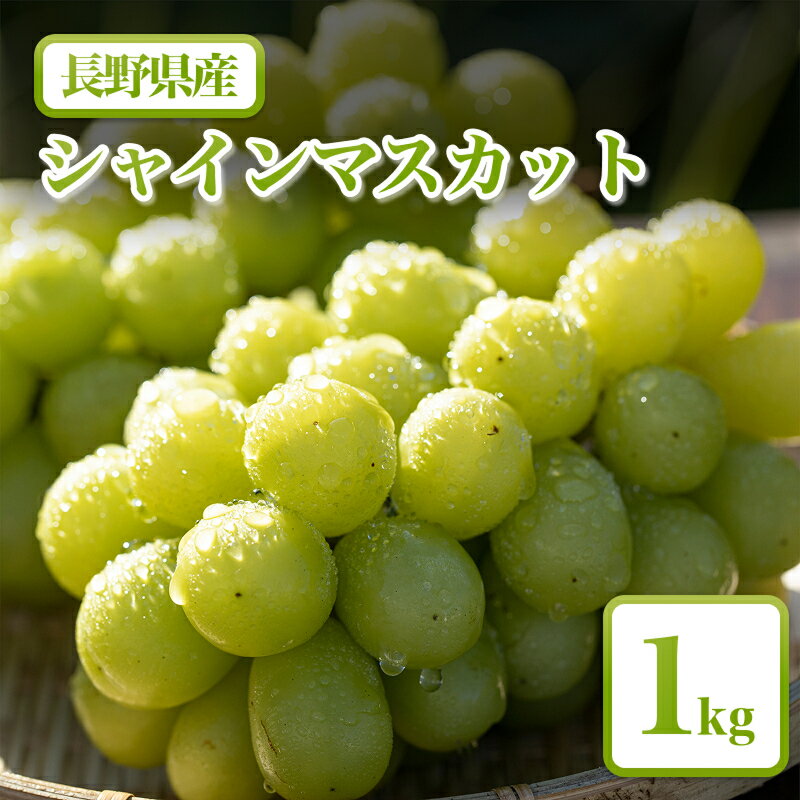 【ふるさと納税】農家直送 シャインマスカット 1kg【2026年先行予約】 | 果物 くだもの フルーツ ぶどう 葡萄 新鮮 信州 南信州 長野県 飯田市
