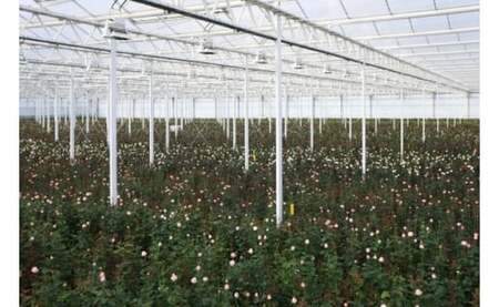 【総本数100本！】國枝バラ園から直送！Flower Bouquet（25本の花束×４ケース）淡いピンク系　　薔薇 ばら バラ 花束 お祝い プレゼント 誕生日 ギフト 贈答 記念日 クニエダ株式会社