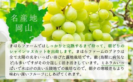＜2025年発送分 先行予約＞9月~10月発送お土産シャインマスカット2kg箱【029-a012】