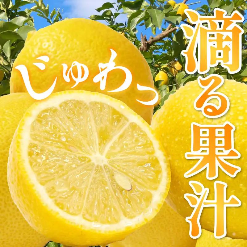 【先行受付】【2026年10月上旬～発送】とびしま海道レモン 2kg 秀品　ku212-002-26