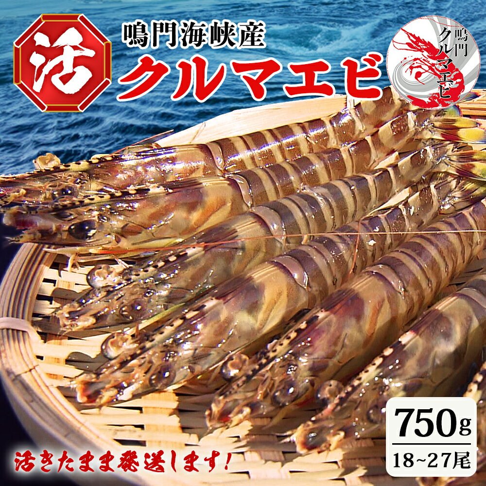 【ふるさと納税】【予約受付中・8月頃より順次発送】鳴門 活き クルマエビ 750g（18~27尾）国産 くるまえび 車海老 車えび 刺身