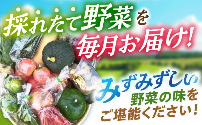 諫早産 野菜 詰め合わせ 8〜9品目程度 定期便 季節 旬 やさい 春野菜 夏野菜