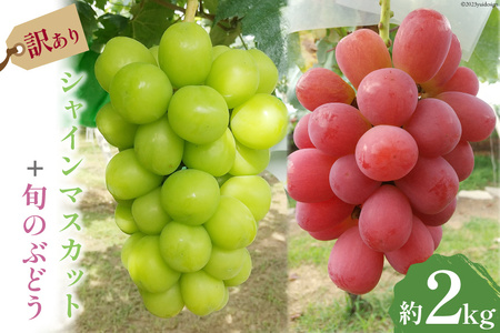 【2026年発送】 訳あり 旬のぶどう 詰め合わせ 2kg  家庭用 [みのり農園 山梨県 韮崎市 20742853]