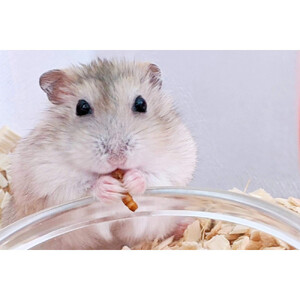 活き活きミルワーム30g ×3パックセット