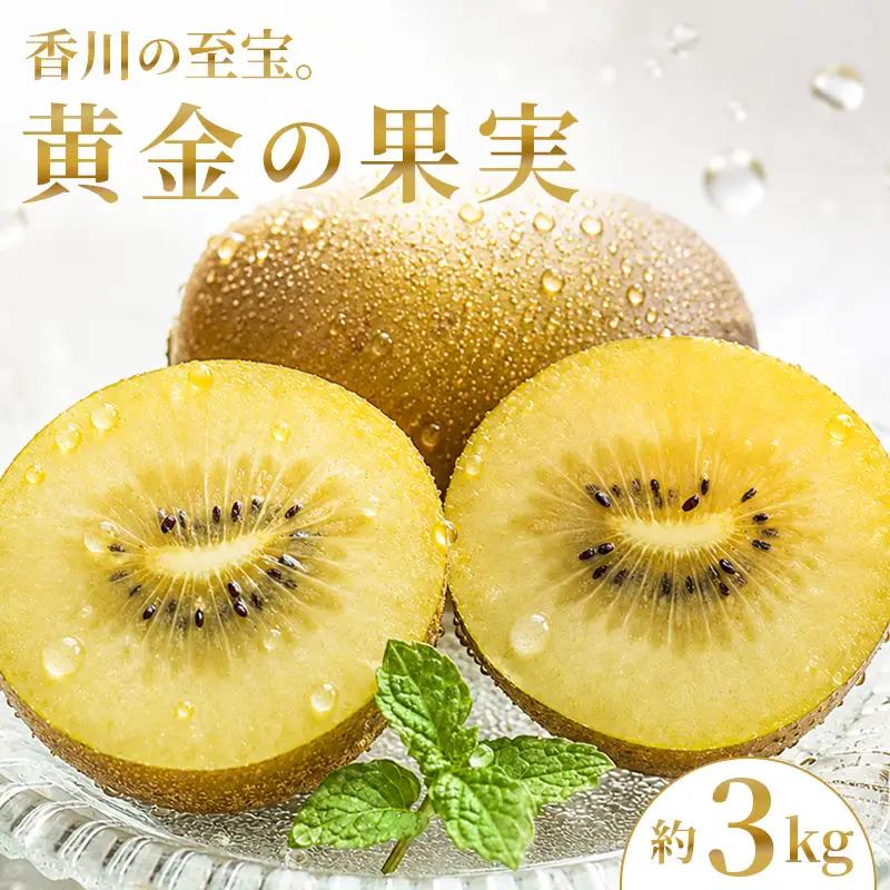 【先行予約】キウイ さぬきゴールドキウイ 約3kg