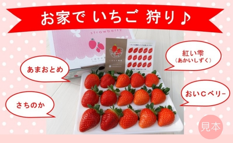 いちご 高級 ぜいたく いちご狩り気分 ランダム 4品種食べ比べセット あまおとめ 紅い雫 さちのか おいCベリー スターナイト かおり野 みくのか 数量限定 農園直送 ギフト 愛媛 人気 伊予市 く