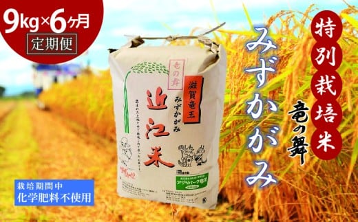 【定期便6回コース】 みずかがみ 白米 9kg×6回 2025年産 竜の舞 化学肥料不使用 特別栽培米 玄米 時容量 10kg 国産 安心 安全 近江米 米 お米 白米 お弁当 玄米 産地直送 滋賀県 竜王町 送料無料