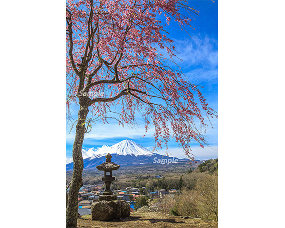 
富士山フォトパネル（桜） NSF010
