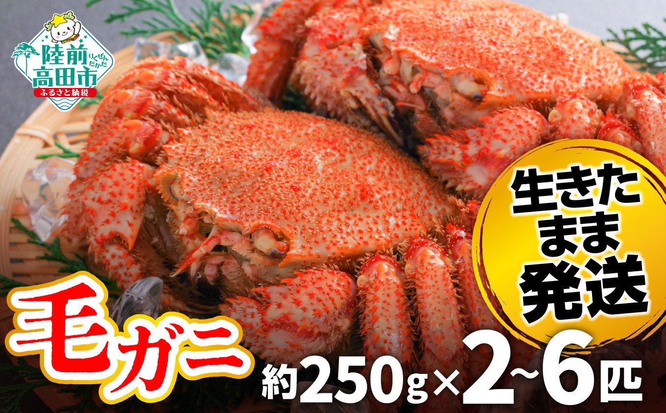 
            【先行予約】 陸前高田産 毛ガニ 約250g 選べる内容量 2～6匹 生きたまま発送！ 【 かに カニ 魚介類 旬 鮮度抜群 産地直送 三陸産 】令和7年2月から発送予定
          