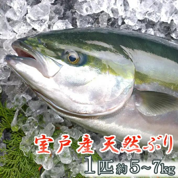 室戸産天然ぶりまるごと１匹（５ｋｇ～）下処理不可 FN-Limited-PR
