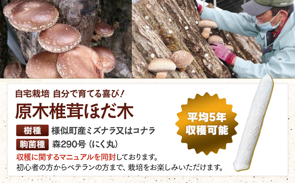 【自宅栽培】自分で育てる喜び！原木椎茸ほだ木　2本セット