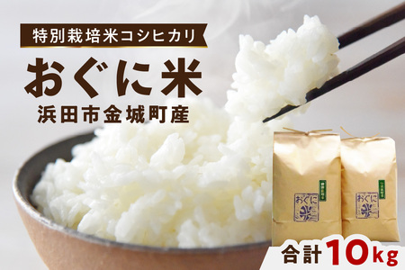 【令和6年産】浜田市金城町産の美味しいコシヒカリ100％【おぐに米】10kg ＜10月下旬以降の発送予定＞10キロ 米 おこめ コシヒカリ 白米 精米 特産品 ごはん お取り寄せ 小分け 【170】