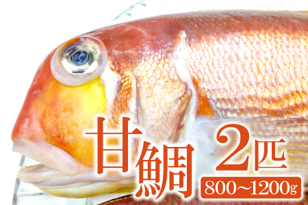 B-952 甘鯛(2匹)　800ｇ～1.2㎏