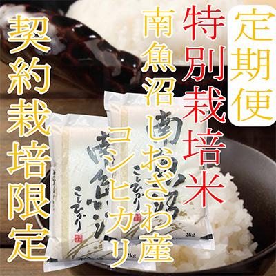 ふるさと納税 南魚沼市 【毎月定期便】【特別栽培米4Kg】生産者限定 南魚沼しおざわ産コシヒカリ全3回