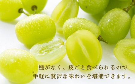 【2026年先行予約】朝採り シャインマスカット 約900g 2房 | シャインマスカット 千曲市 長野県産 信州