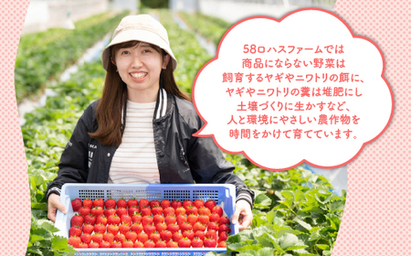 いちご 甘さ際立つ新品種 『とちあいか』 大粒 8～12粒×2パック 先行予約 数量限定 58ロハスファーム【58ロハスクラブ】 ※着日指定不可 ※2023年12月下旬～2024年5月中旬頃に順次発送