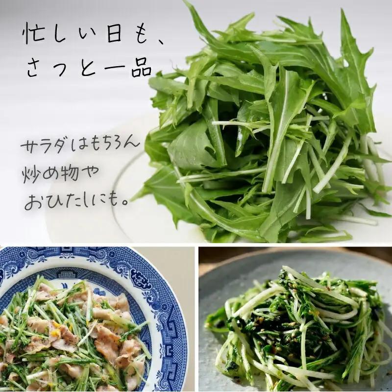 サラダみずな サラダセット | 水菜 水耕 栽培 新鮮 葉物 野菜 ドレッシング 南国市