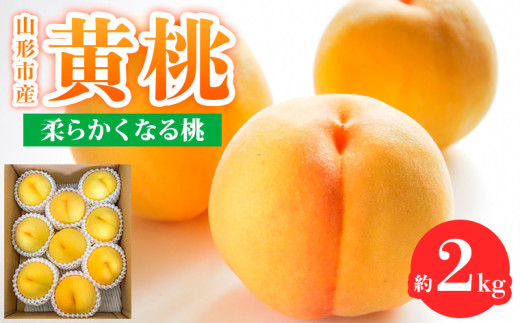 山形市産 黄桃 秀品 2kg(４～８玉) 柔らかくなる桃 【令和7年産先行予約】FS24-758