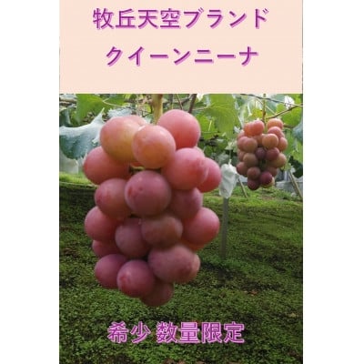 
            2025年9月下旬発送「幻の牧丘天空クイーンニーナ」 約1kg(2～3房)【1473342】
          