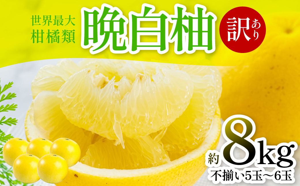 【先行予約】 晩白柚 （訳あり：不揃い5～6玉）約8kg 柑橘 果物 フルーツ 熊本県産 ばんぺいゆ フルーツ 柑橘 特産品【2026年1月上旬より順次発送】