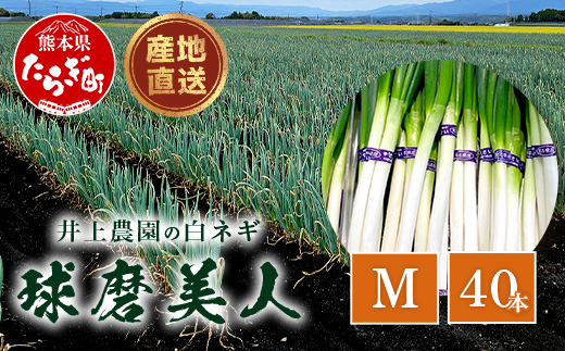 【先行予約】井上農園の白ネギ 「球磨美人」 Mサイズ×40本 【2025年8月上旬より順次発送】 白ネギ 白葱 ネギ 長ネギ 長葱 ねぎ 鍋 薬味 冬野菜 国産 114-0503