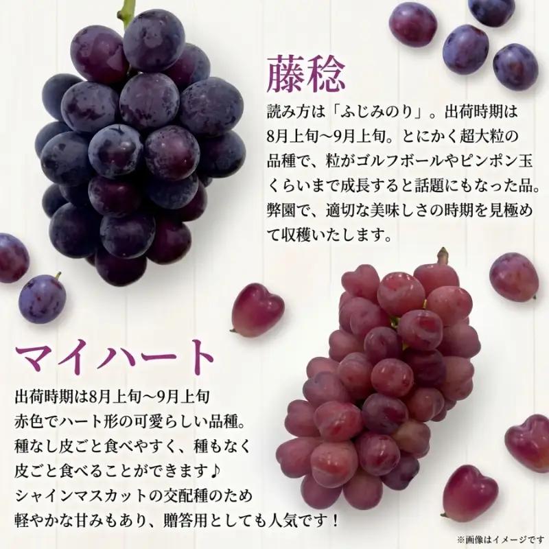 【2026年先行予約】28種の大粒品種から届く「秋の大粒ぶどう宝石箱」（シャインマスカット1房含む）約4kg（9月中旬～下旬発送分）|ぶどう 詰合せ 希少 セット 大粒  残暑見舞い 敬老の日 葡萄 