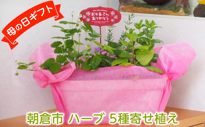 【母の日 ギフト】ハーブ 5種 寄せ植え(オンライン決済限定) 植物