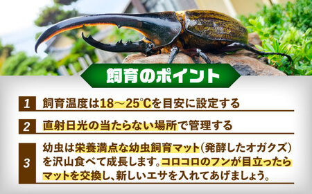 【一部配送不可地域あり】 ヘラクレスオオカブト幼虫1匹（2〜3齢）愛西市 / 艶麗[AEDD004]
