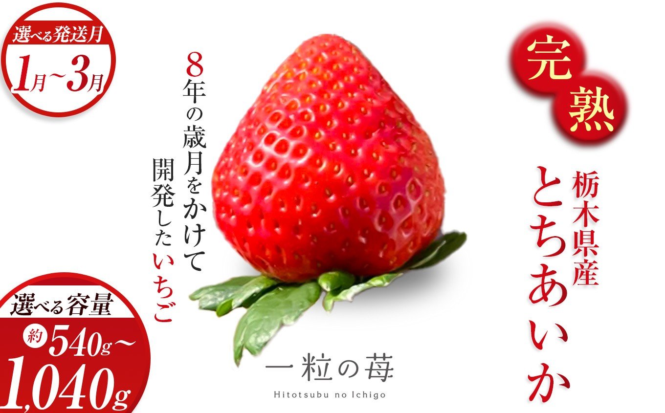 
                  完熟いちご とちあいか 栃木県真岡市産 540g 1040g | 2026 年 先行予約 選べる 1月 2月 3月 いちご 苺 strawberry ストロベリー おいしい 甘い ジューシー 贈答用 プレゼント ご褒美 スイーツ おやつ 高評価 人気 レビュー 栃木県 真岡市 日本一 送料無料
                