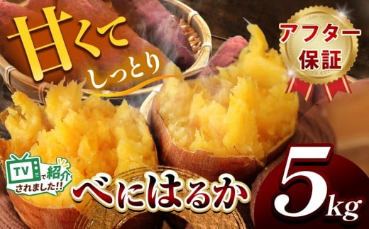 甘くておいしい！べにはるか 5kg  先行予約 ＜ 2025年9月中旬 ～ 12月 の期間より順次発送予定 ＞｜ さつまいも サツマイモ 芋 いも 野菜 紅はるか べにはるか 1kg 5kg 10kg
