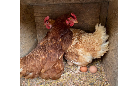 No.421 彩美卵　寿　10個