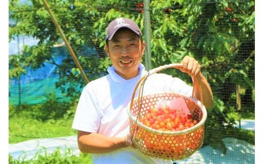 
                  【令和7年産先行予約】 佐藤錦2L 500g【 さくらんぼ サクランボ 佐藤錦 竹内果園  季節限定 数量限定 2L 先行予約 C05_01 】
                