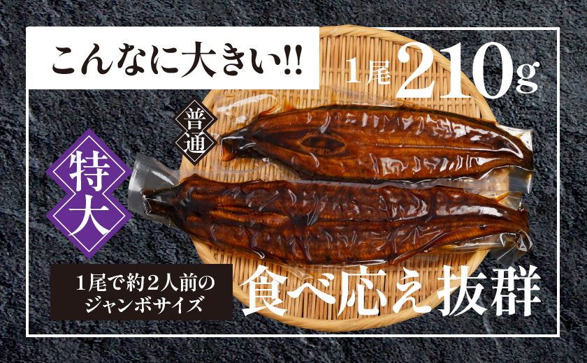 【丑の日】宮崎県育ちの【特大】うなぎ蒲焼1尾210g以上≪山椒・たれ付≫≪7月20日～25日お届け≫_11-M301-UG