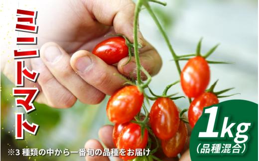 【先行予約】 トマト ミニトマト 1kg フランティーノ アマイマリー チコ 野菜 やさい トマト ジュース パスタ スパゲティー ソース サラダ ドレッシング サンドイッチ ハンバーガー ピザ カレー お取り寄せ グルメ 送料無料 徳島県 阿波市 ヴェリタス株式会社