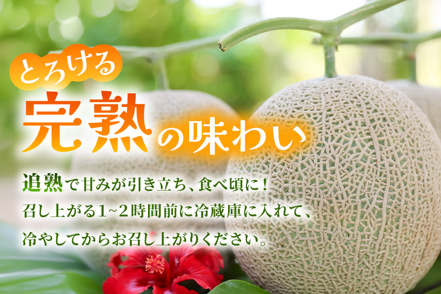 【2026年冬先行予約】宮古島産赤肉冬メロン 大玉1玉（2kg以上）【ブルータートルファーム】（DC014）