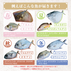 【B78001】漁師厳選！ロコフィッシュ(地魚) 下処理済 鮮魚 ボックス(約4～5kg)【発泡スチロール包装】 地魚 魚 お魚 冷蔵 生もの 加工品 未利用魚 低利用魚 焼き魚 焼魚 刺し身 刺身 