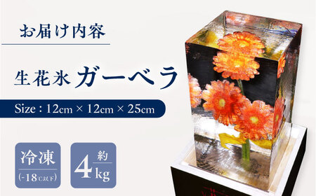 生花氷 ガーベラ (12cm×12cm×25cm) 約4kg 氷 花 インテリア プレゼント ギフト  大村市 大村製氷[ACAB135]