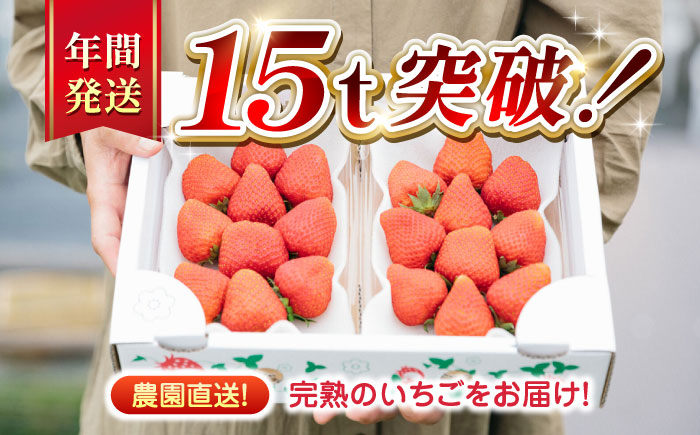 【先行予約】【全6回定期便】熊本県産 ゆうべに いちご セット 250g×4P 農園直送 産地直送 山都町産【なかはた農園】[YBI048]