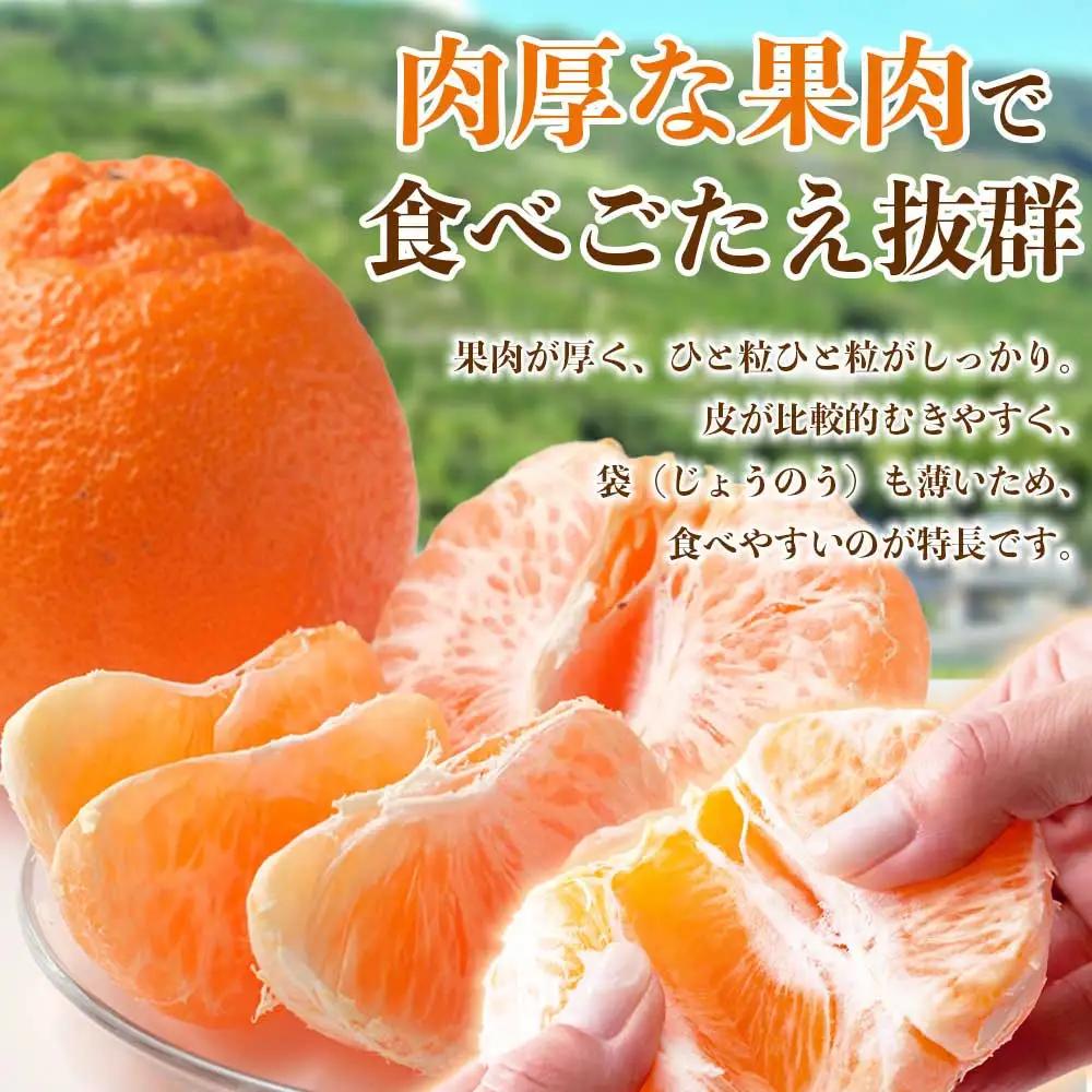 先行予約 デコポン 約5㎏ （12～24玉 ）【2026年12月上旬～2027年4月上旬発送予定】
