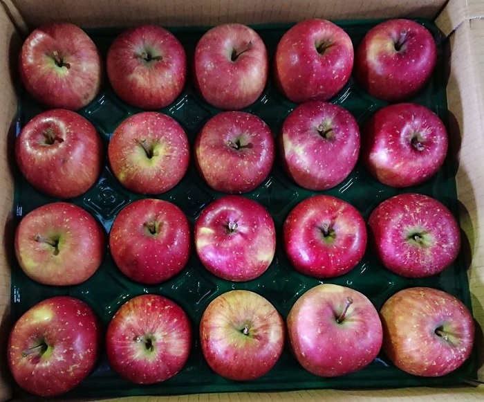 3月 津軽産 家庭用 サンふじ 約10kg【訳あり】【青森りんご・原正アップル】