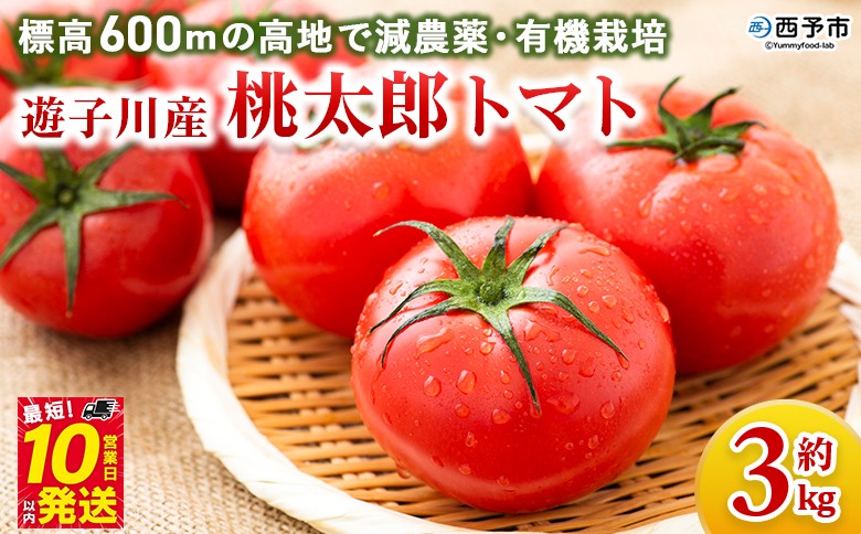 
                  ＜標高600ｍの高地で減農薬・有機栽培の遊子川産 桃太郎トマト 約3kg＞ 国産 とまと 野菜 トマト 3キロ 西予市産 愛媛県産 産地直送 食べて応援 特産品 遊子川ザ・リコピンズ 愛媛県 西予市【常温】『令和8年8月～10月の間に最短10営業日以内に順次発送予定』
                