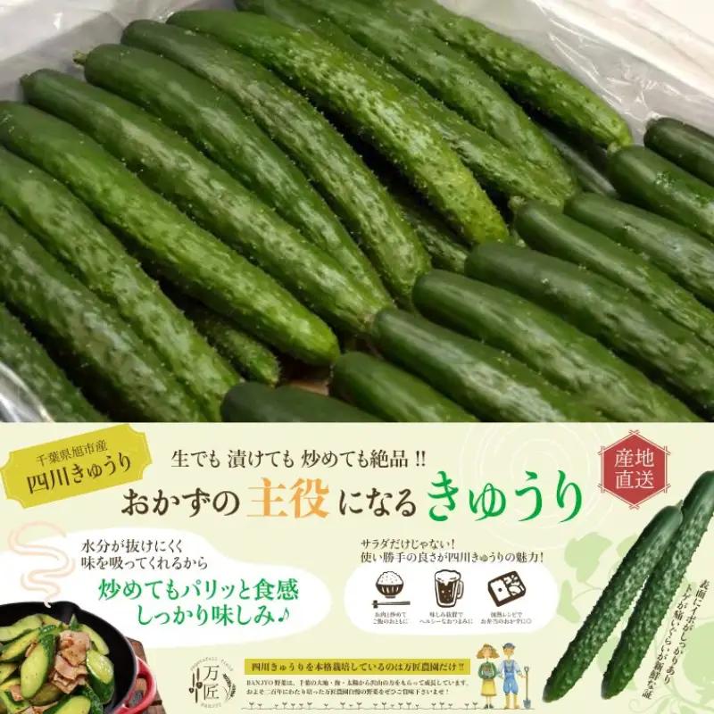 四川きゅうり おためし 約15本 【 きゅうり 】