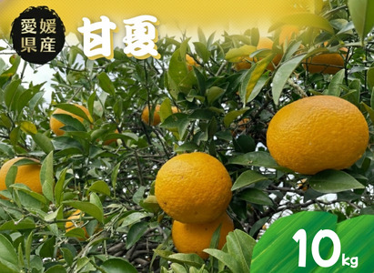 甘夏 10kg 愛媛県 秀品 四国中央市産 送料無料 果物 フルーツ